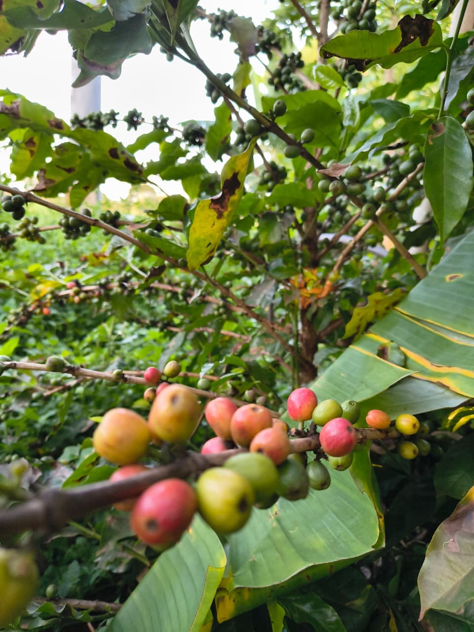 Plantio de Café Agroecológico