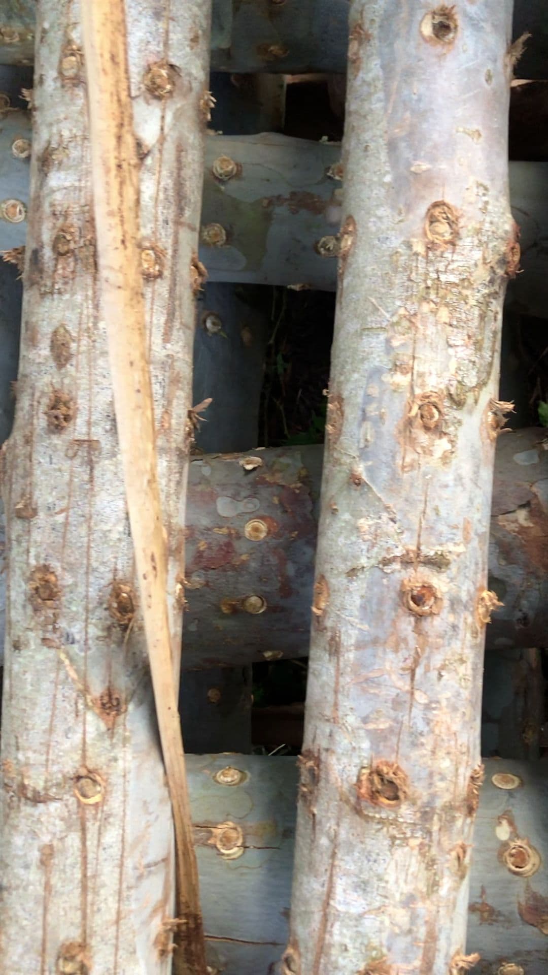 Cultivo de Cogumelos Shitake