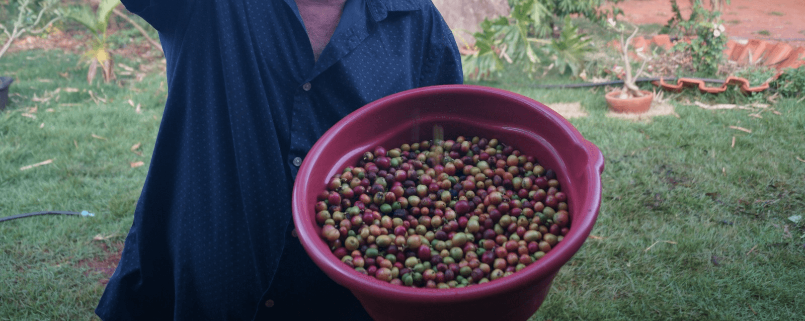 Beneficiamento do Café Agroecológico no Lote 21 - Enxame Agroecológico