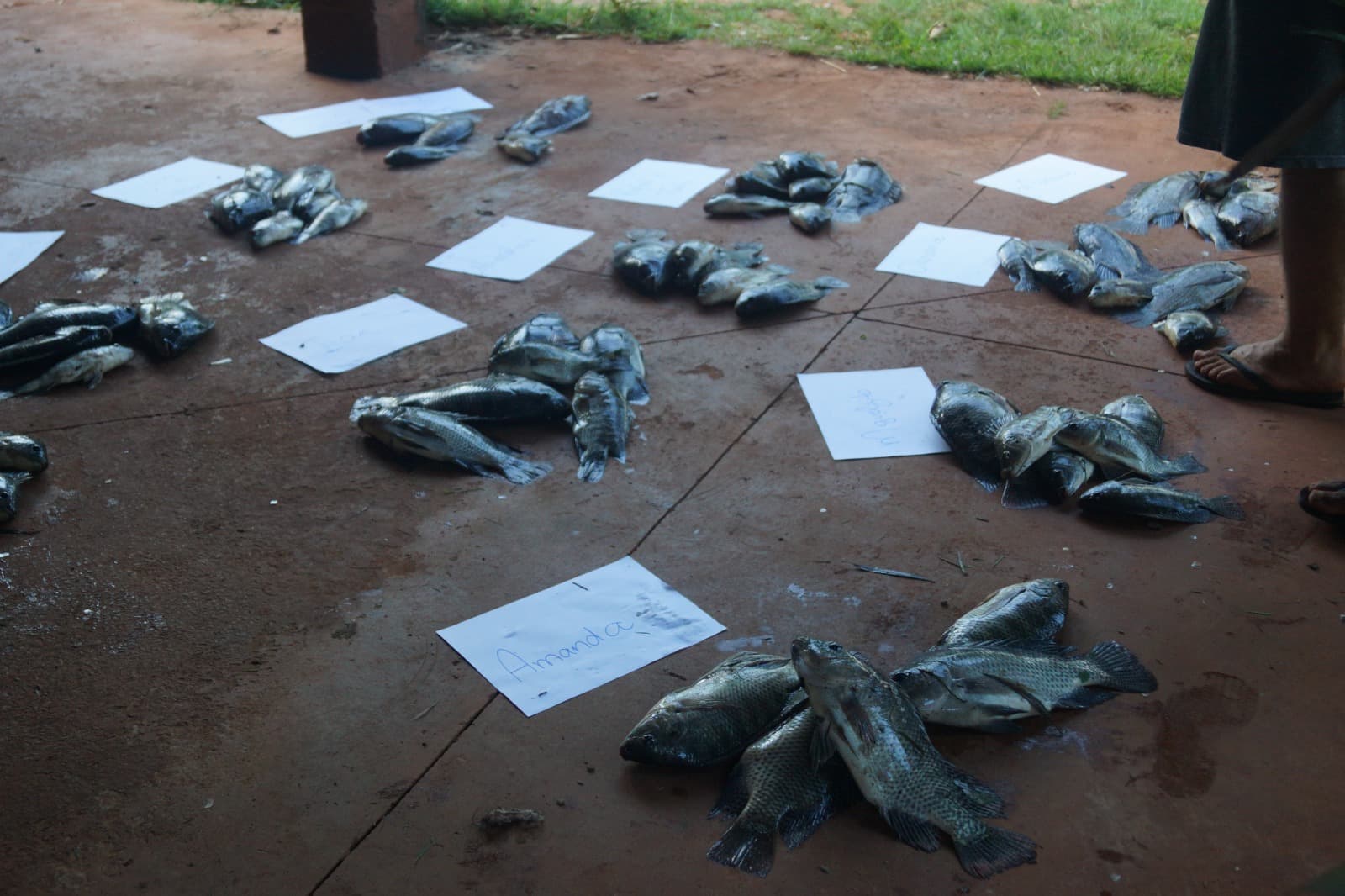 Despesca pré-páscoa