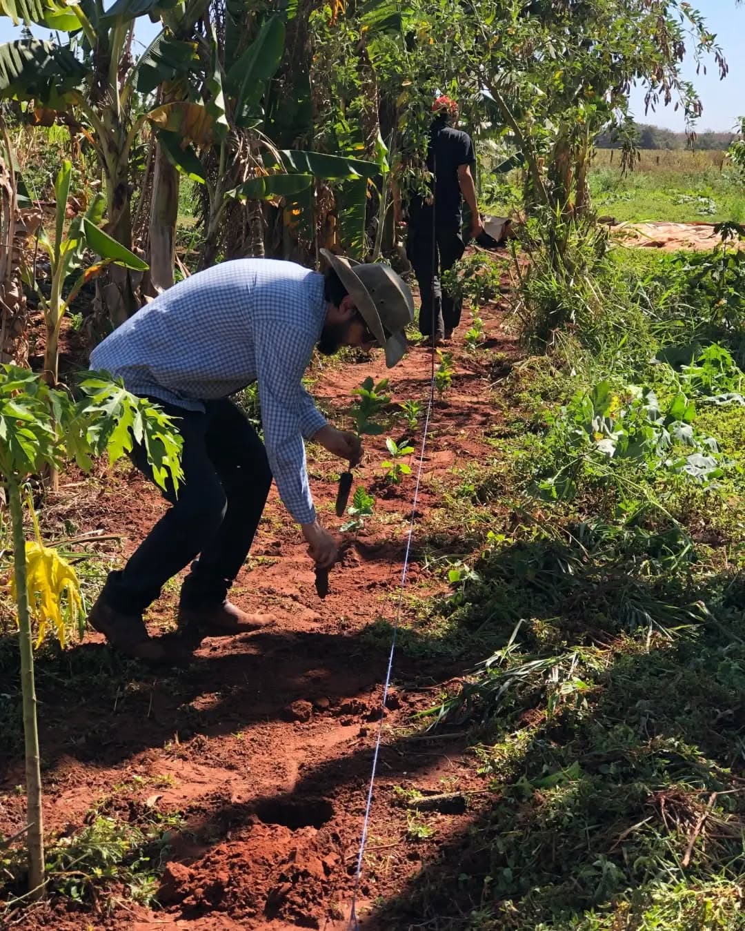 Café Agroecológico em Sidrolândia MS