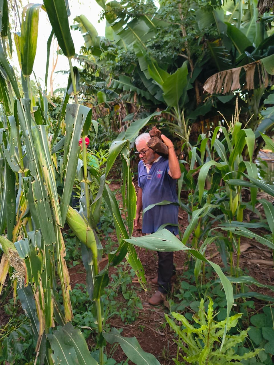 Café Agroecológico em Sidrolândia MS