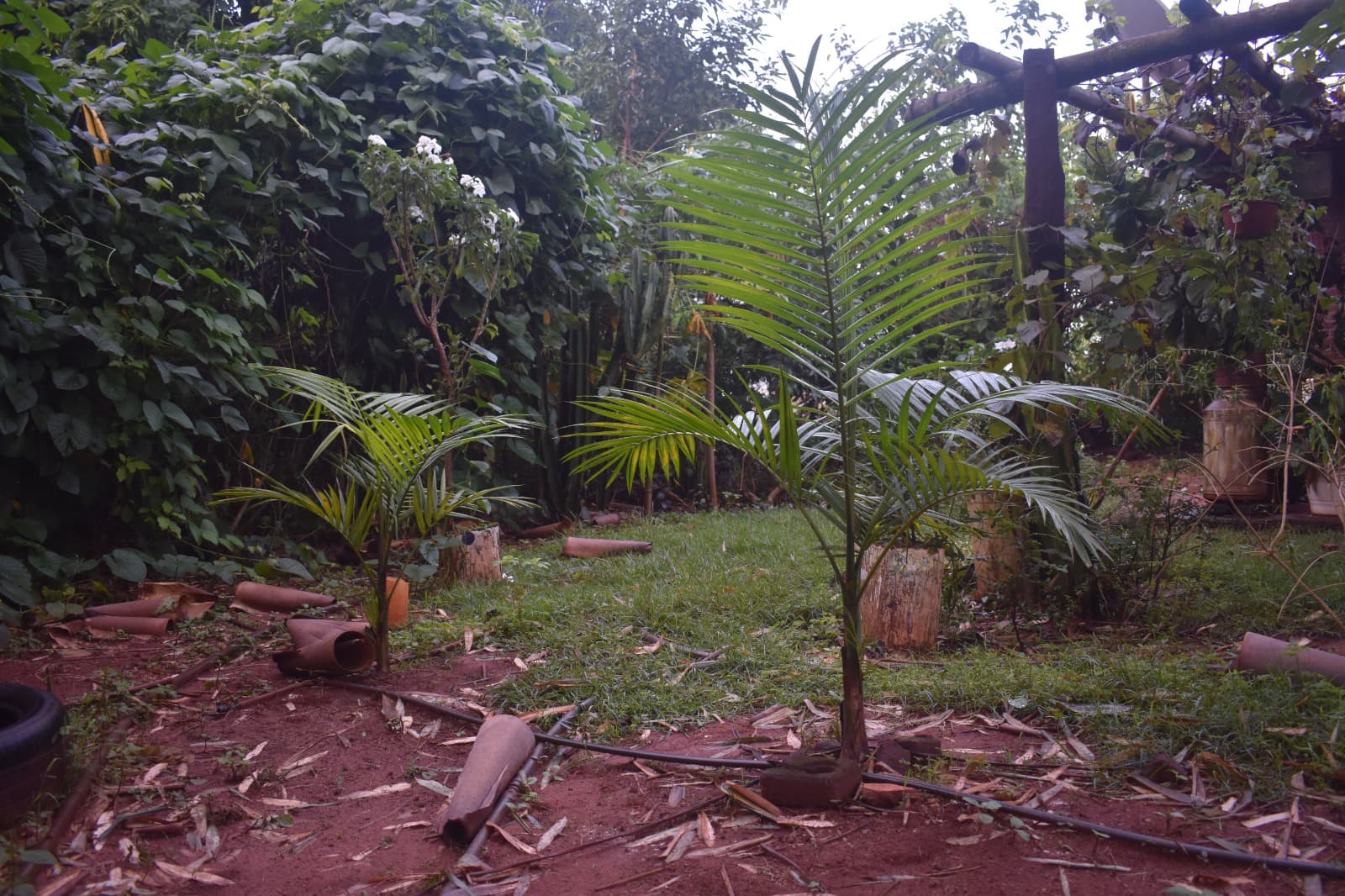 Sidrolândia MS Agrofloresta Encontro de Biomas