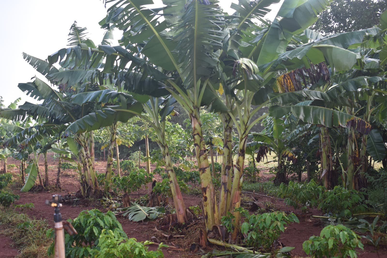 Sidrolândia MS Agrofloresta Encontro de Biomas