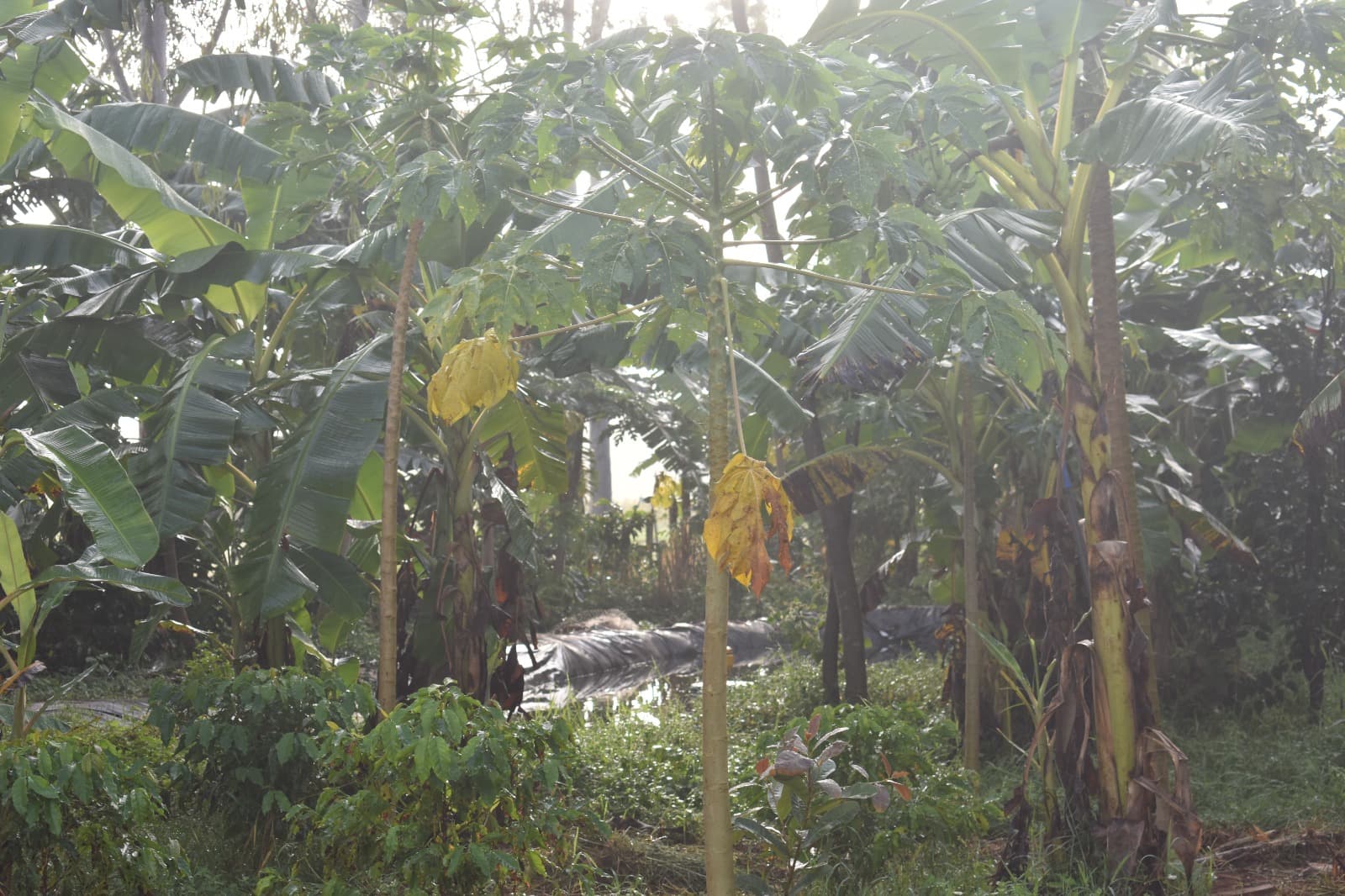 Sidrolândia MS Agrofloresta Encontro de Biomas