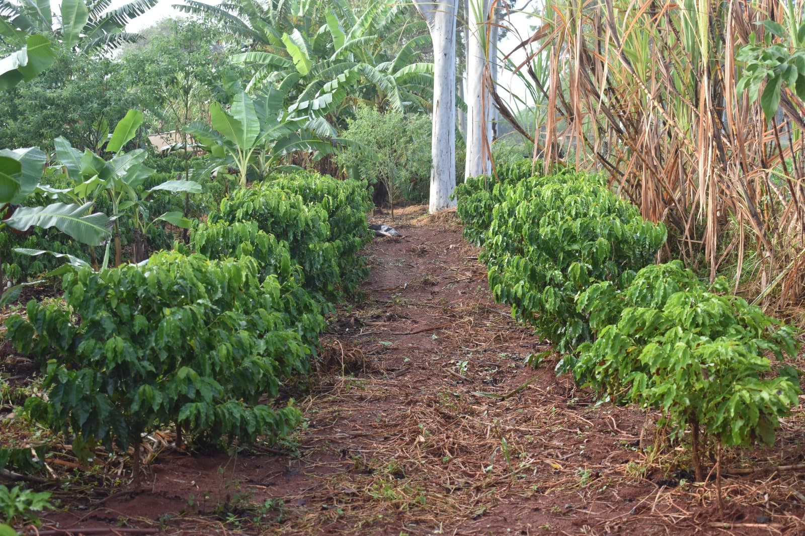 Sidrolândia MS Agrofloresta Encontro de Biomas
