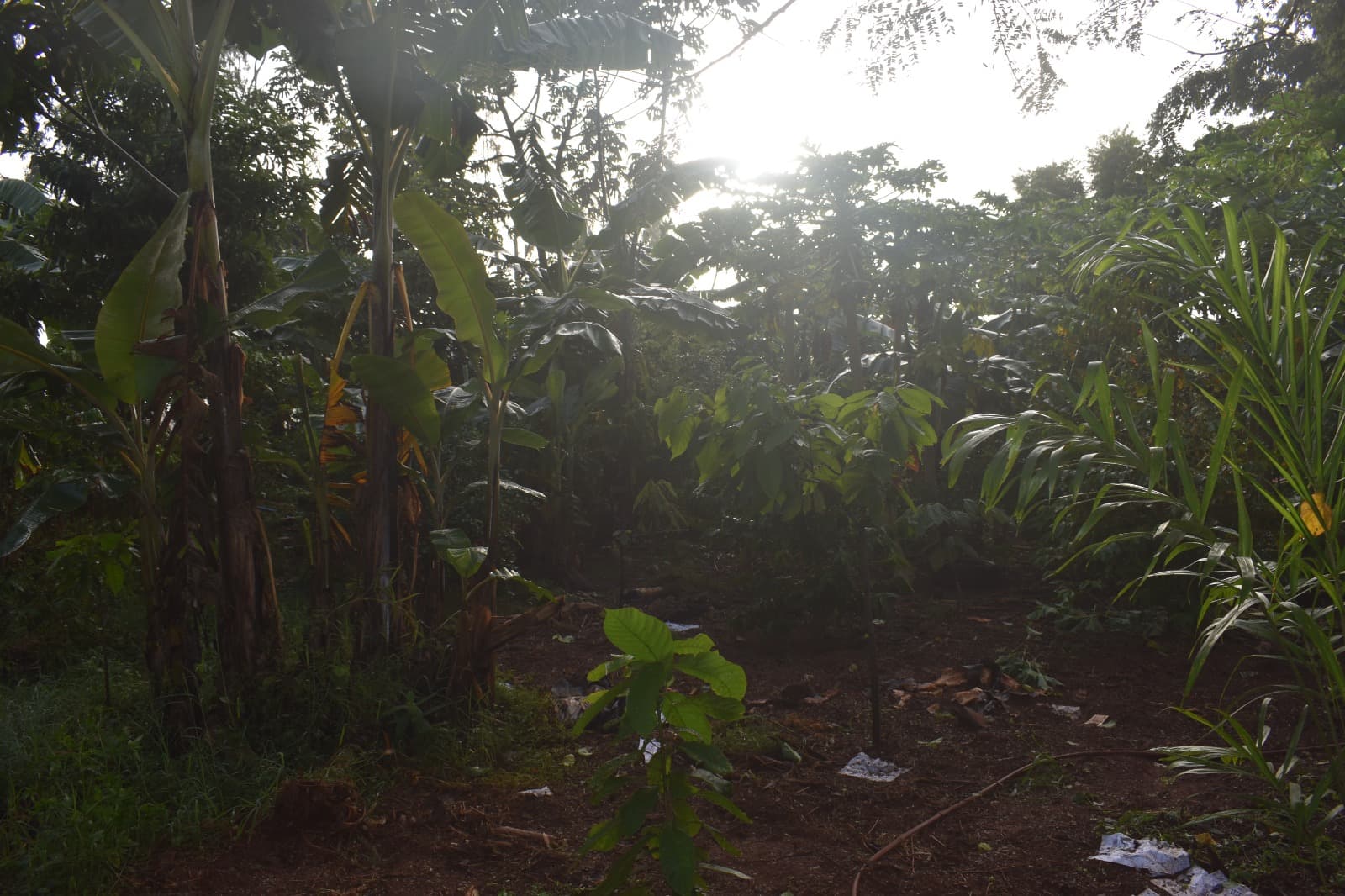 Sidrolândia MS Agrofloresta Encontro de Biomas