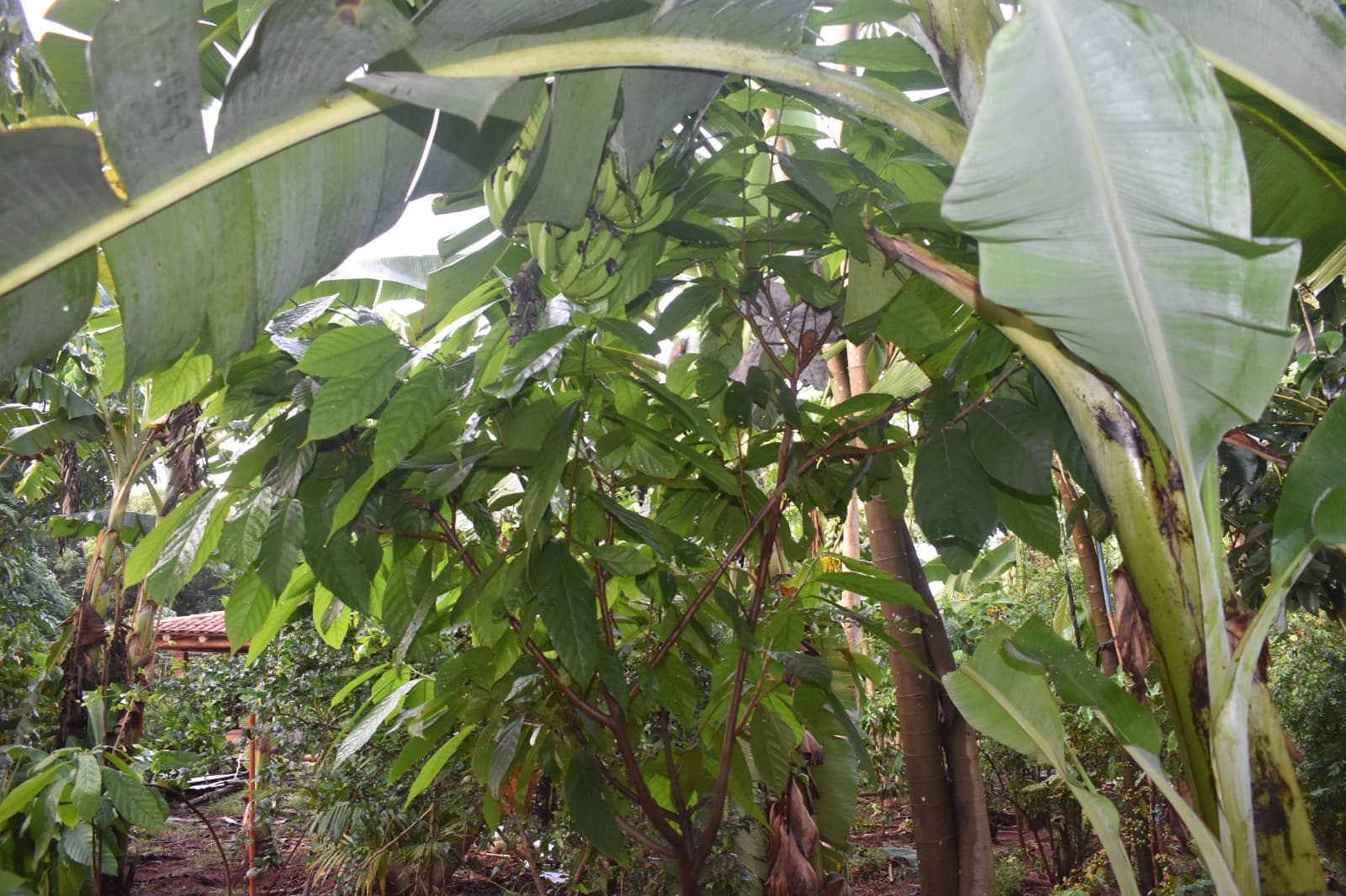 Sidrolândia MS Agrofloresta Encontro de Biomas