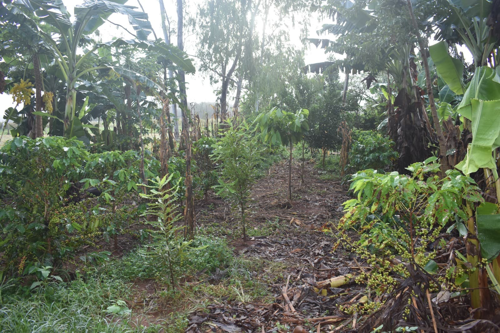 Sidrolândia MS Agrofloresta Encontro de Biomas