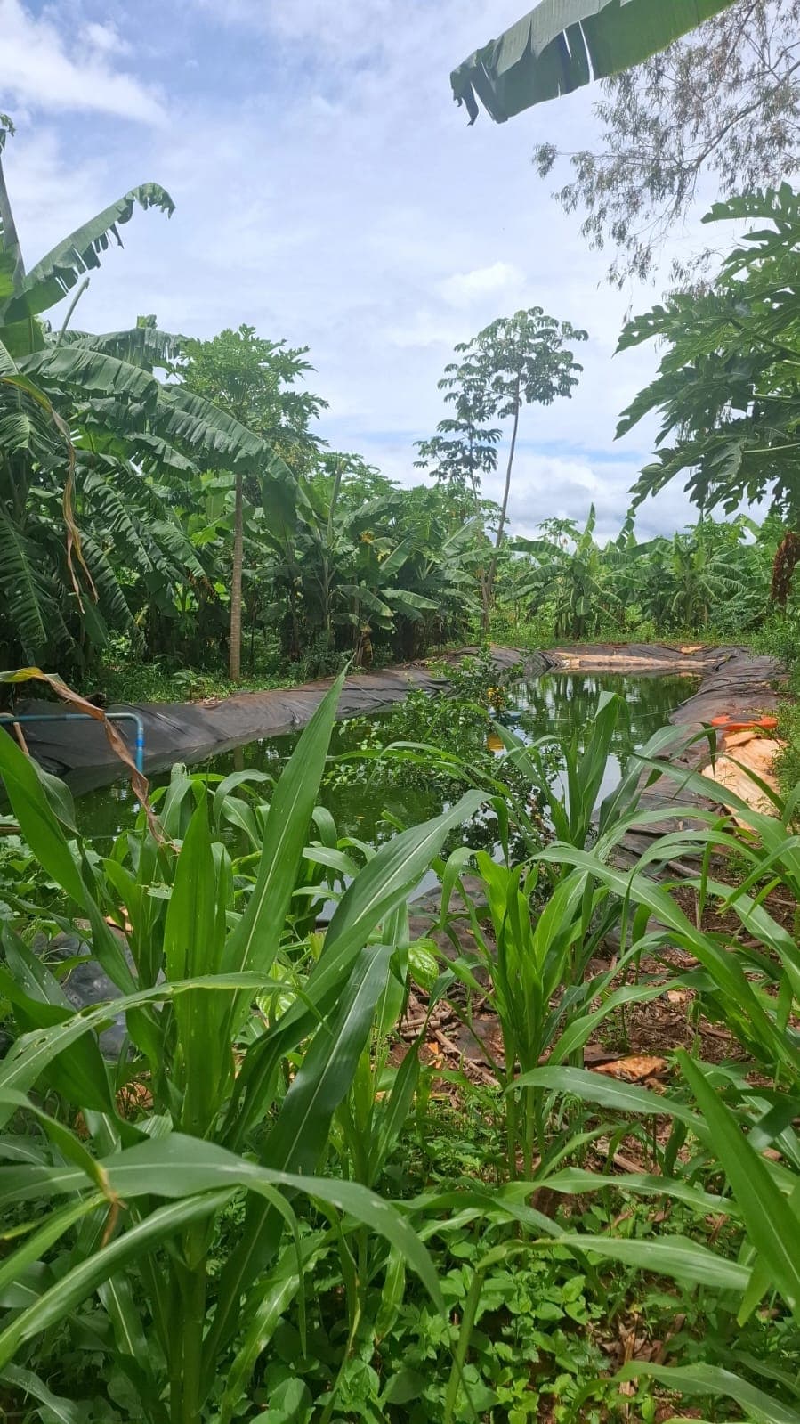 Sidrolândia MS Agrofloresta Encontro de Biomas