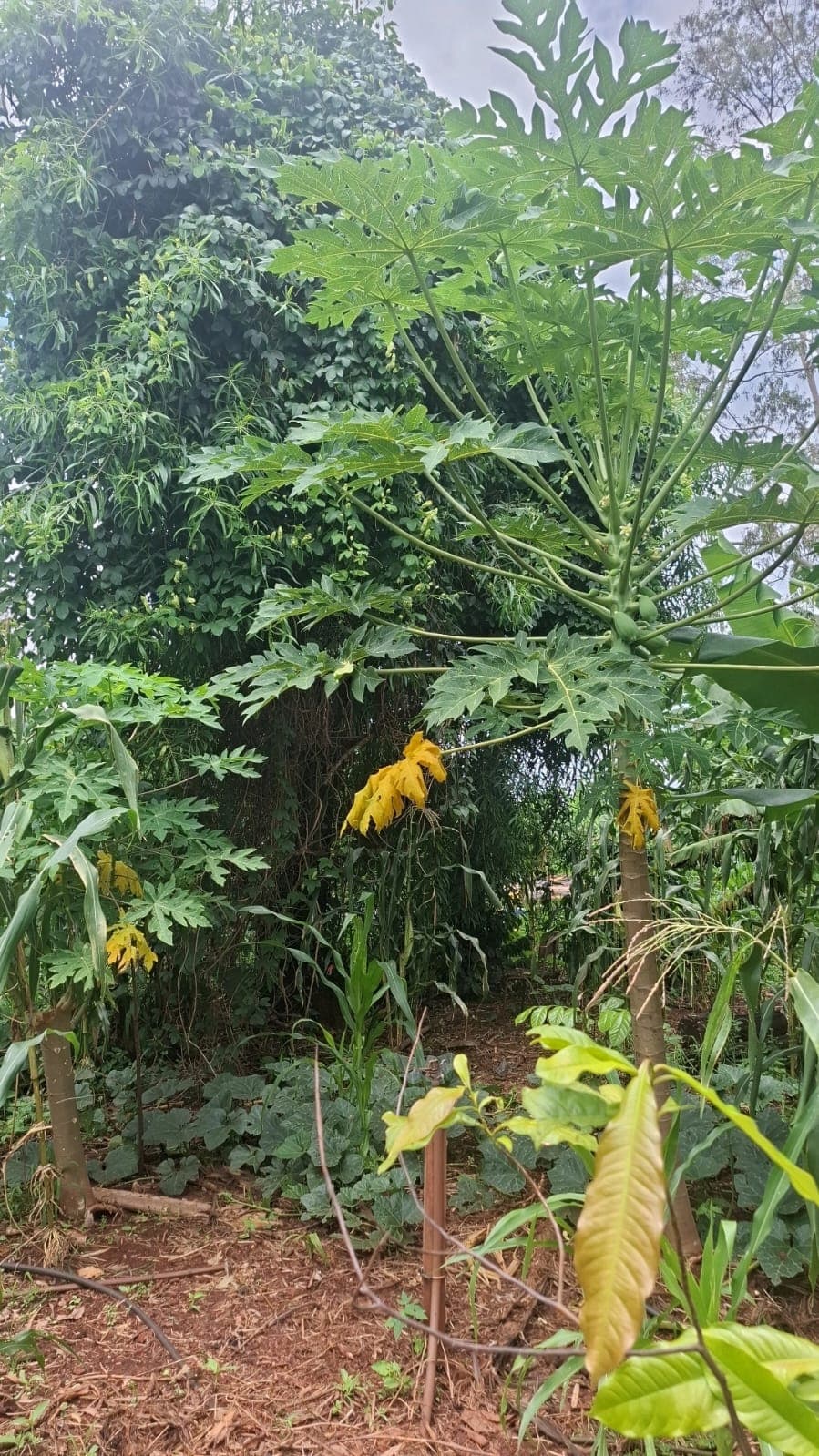 Sidrolândia MS Agrofloresta Encontro de Biomas