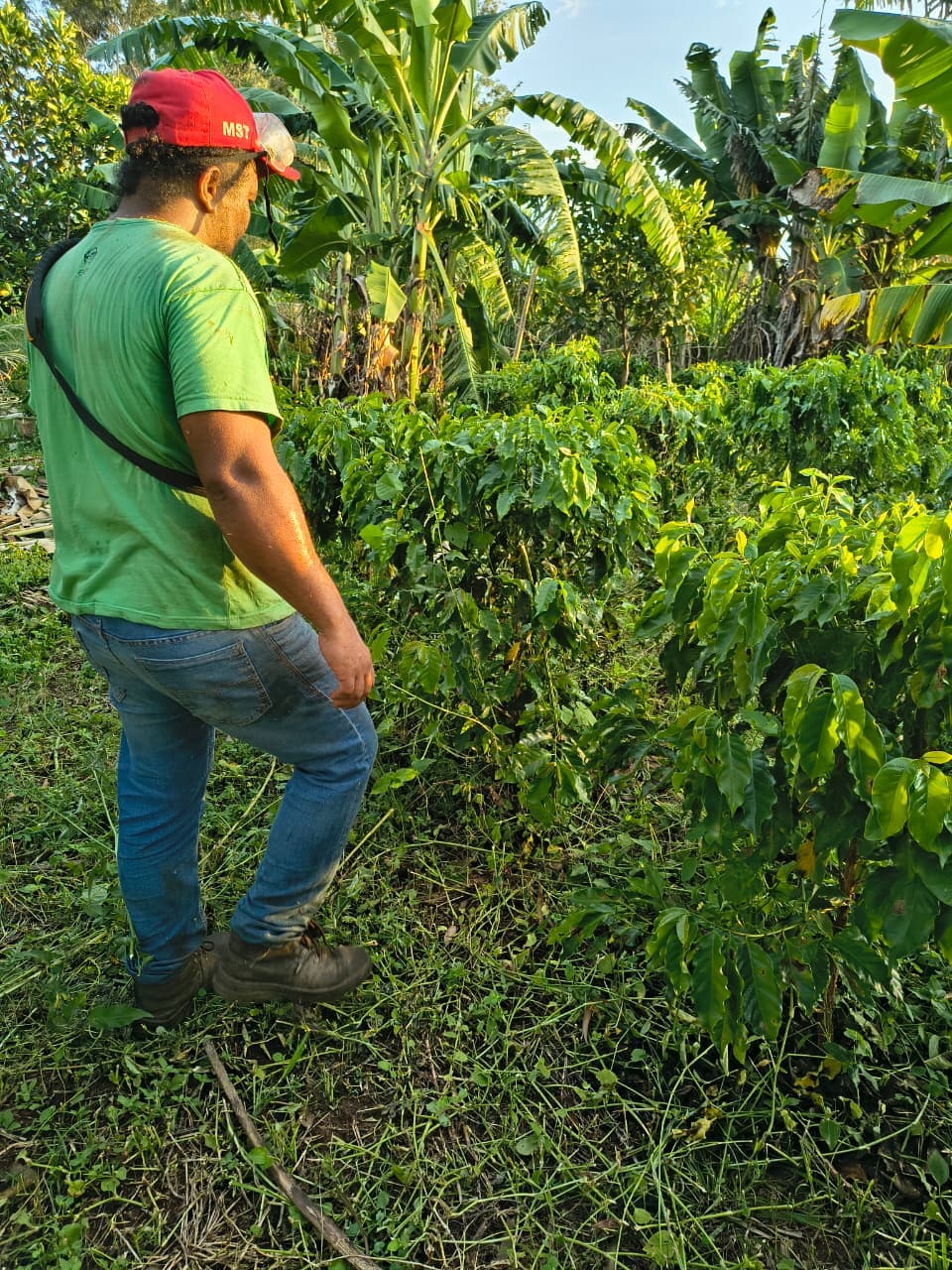 Sidrolândia MS Agrofloresta Encontro de Biomas