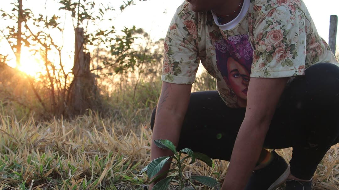 Mutirão de plantio de mudas nativas Enxame Agroecológico no Lote 21