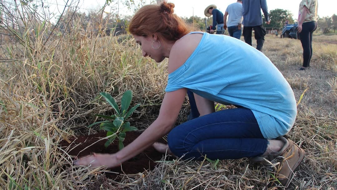 Mutirão de plantio de mudas nativas Enxame Agroecológico no Lote 21